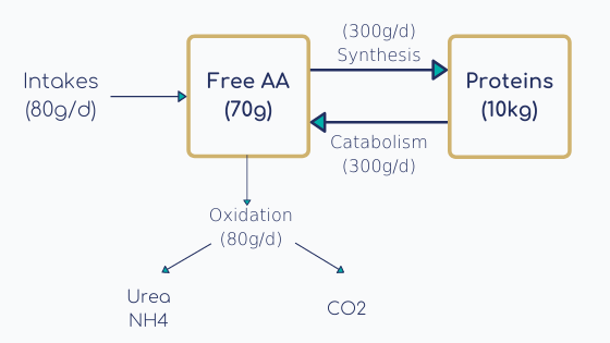 General metabolic pathways in humans