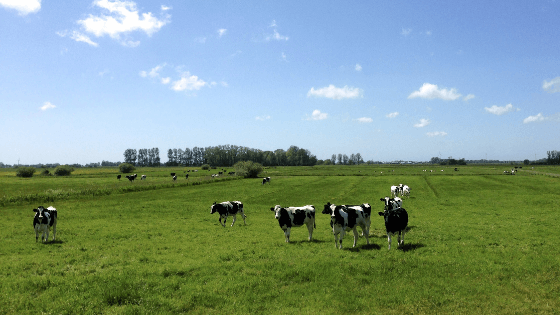 environnement produit laitier