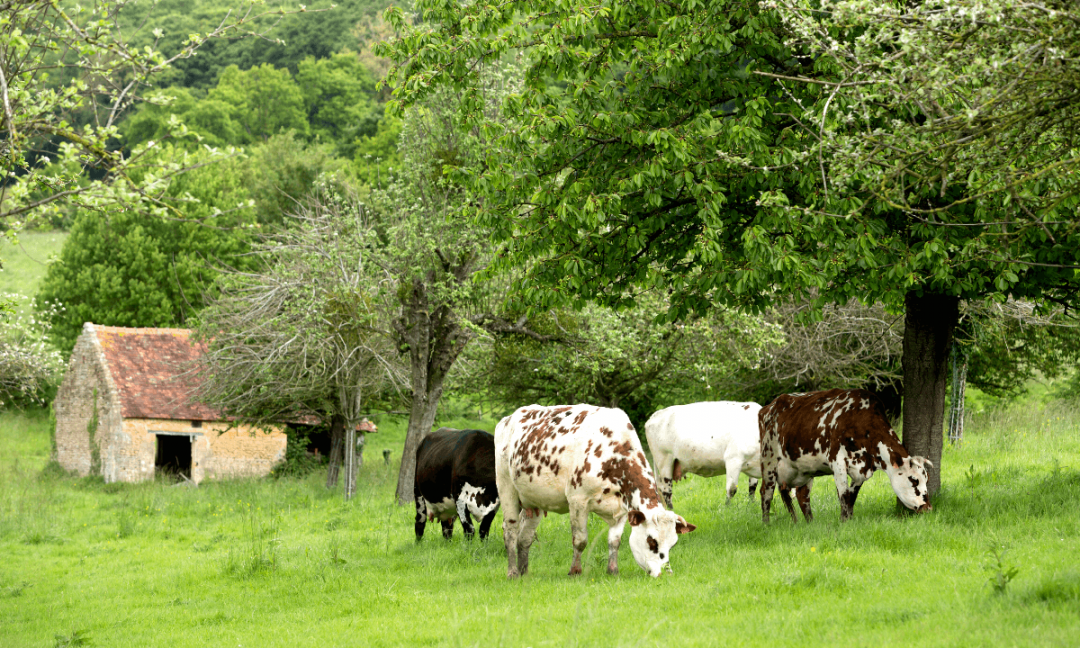 dairy product environment