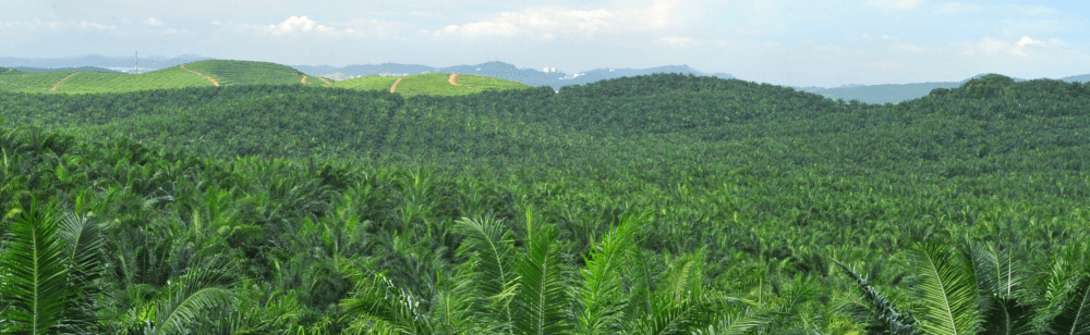 Lactalis Ingredients switches to RSPO certified palm oil