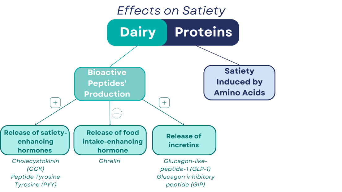 Protein and satiety