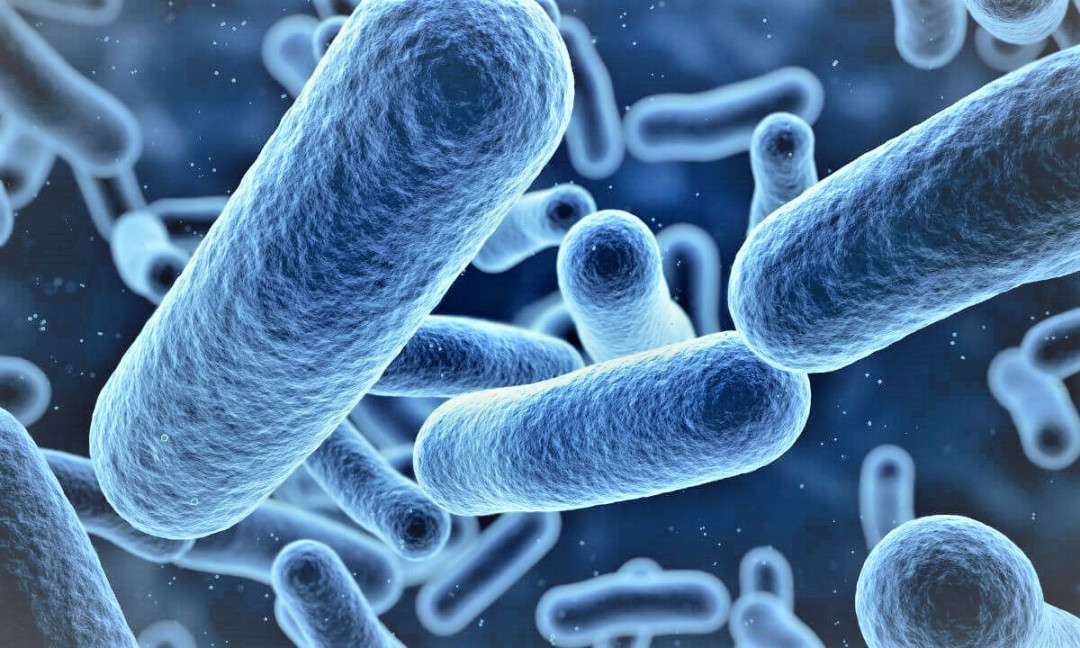 Intestinal microbiota