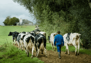A farmer walking with his cows