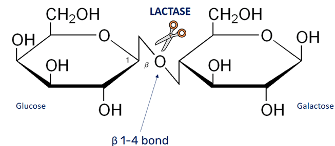 Glucose et galactose